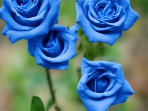 roses, blue roses, blue flowers-7677955.jpg